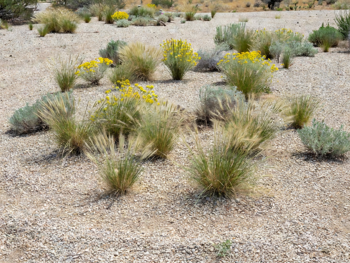 Resilient drought tolerant garden with gravel mulch and native grasses